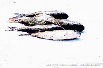 Fish on a tarp