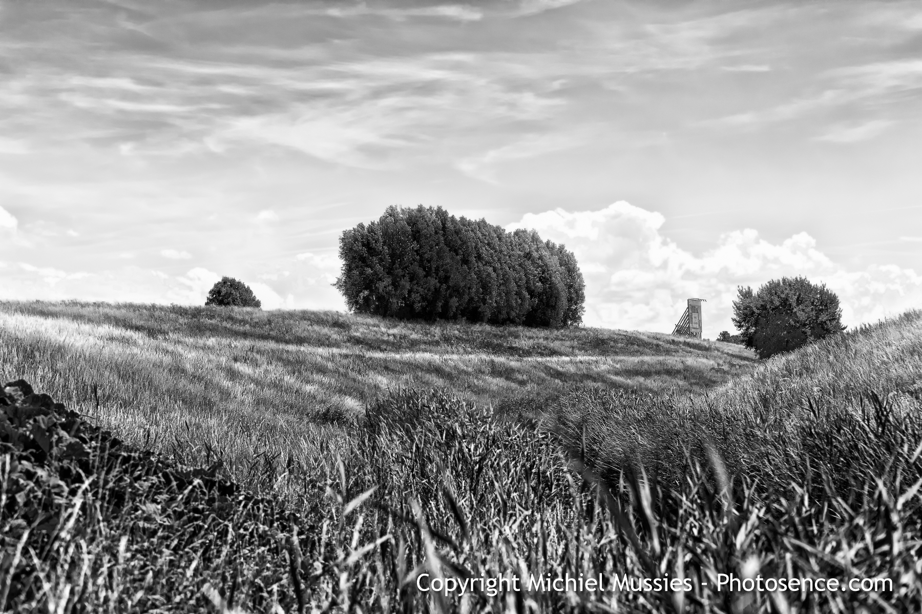 Monochrome print, Summer in Holland, landscape with billboard near Ypenburg