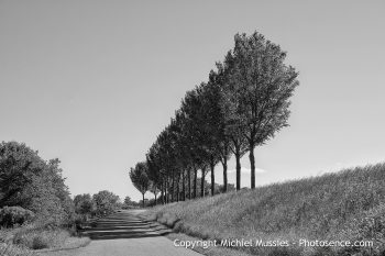 Tree-Line