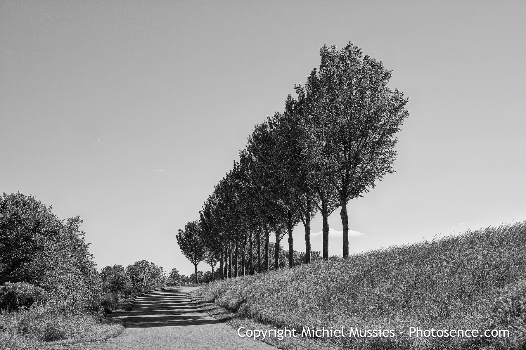 Monochrome print of Holland summer landscape in West Friesland, a dyke road with trees and a clear sky