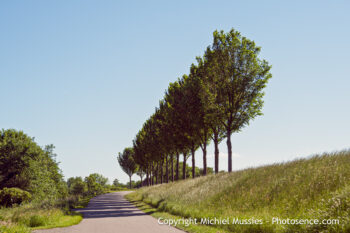 Tree line (color)